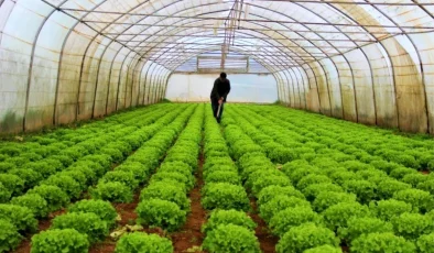 2023 Yılında Türkiye’de Bitkisel Üretim Miktarları Arttı