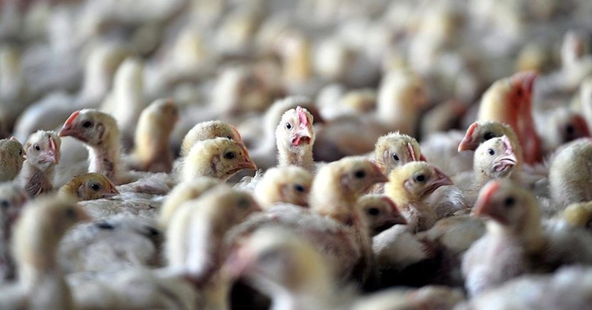 Türkiye’de de görülen kuş gribinde insan sağlığı açısından olumsuz bir durum beklenmiyor