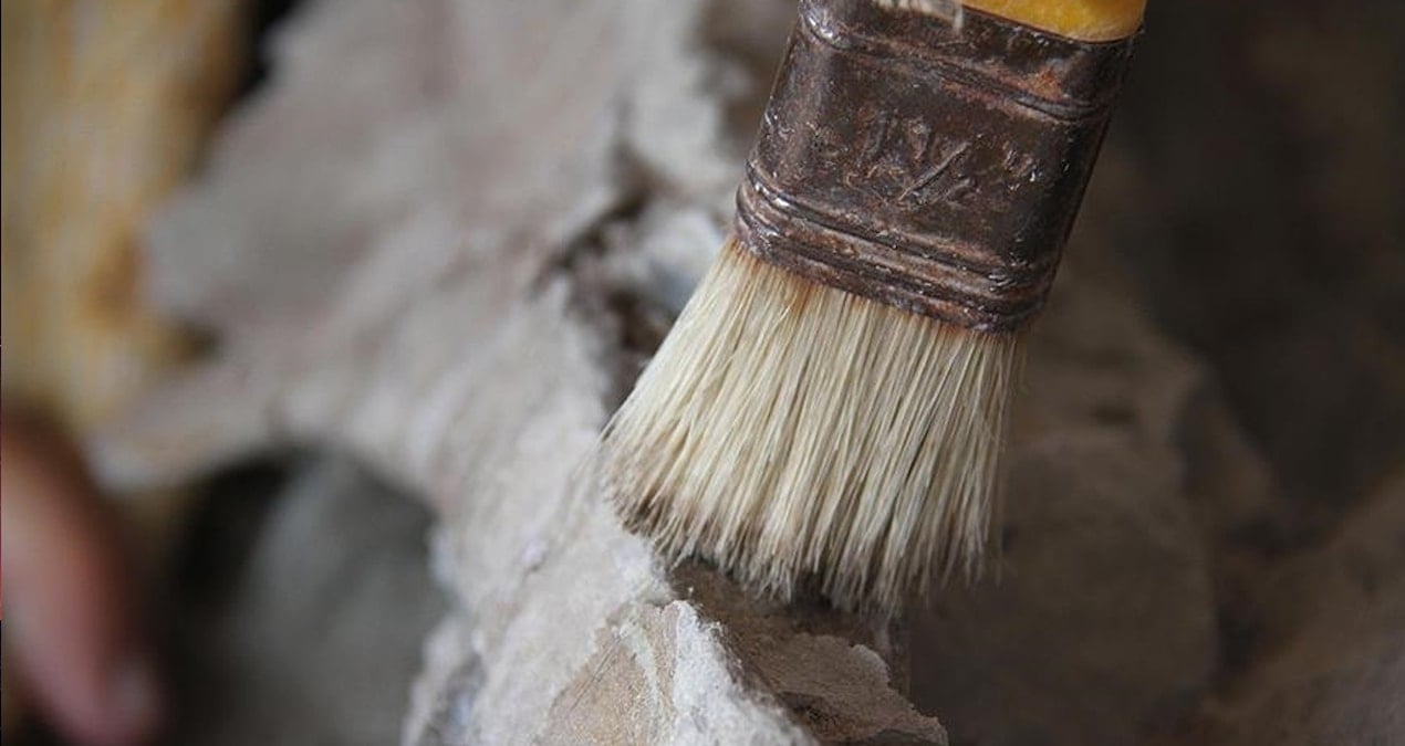 66 milyon yıllık fosilleşmiş kusmuk keşfedildi!