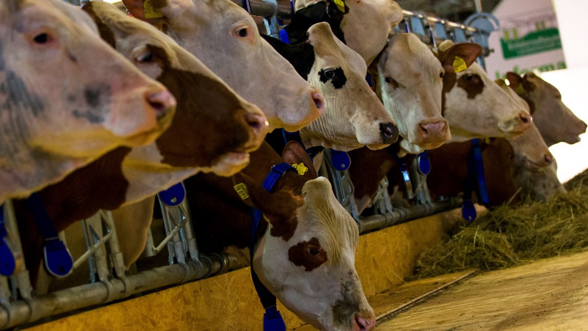 Almanya’da 35 yıl sonra yeniden: Şap salgını