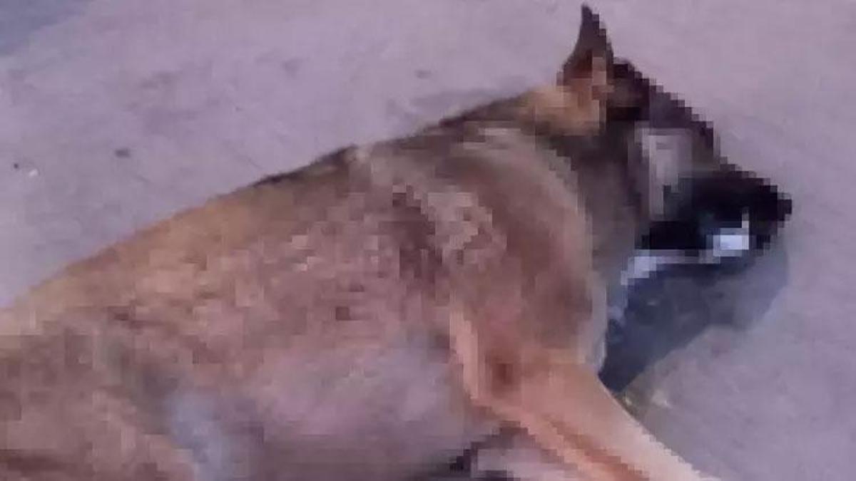 Bodrum’da zehirlendiği ileri sürülen 4 köpek öldü