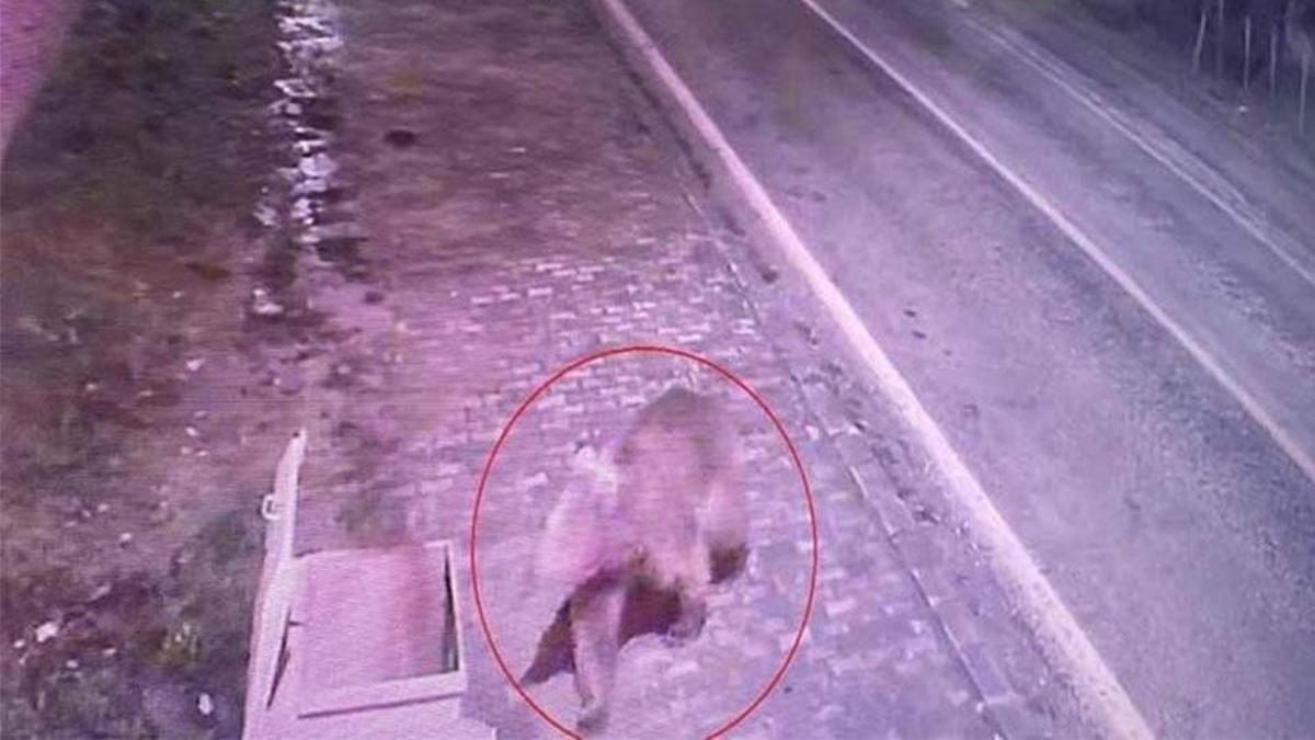 Bursa’da barınaktan kaçan bozayı, 8 gün sonra yakalandı