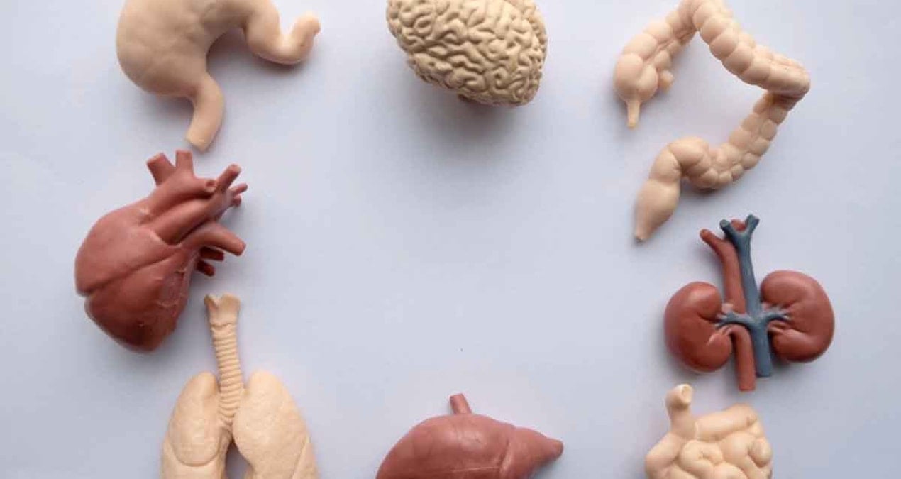 İnsan vücudu her 7 yılda bir kendini tamamen yenileyebilir mi? Bilim yeni bir cevap verdi