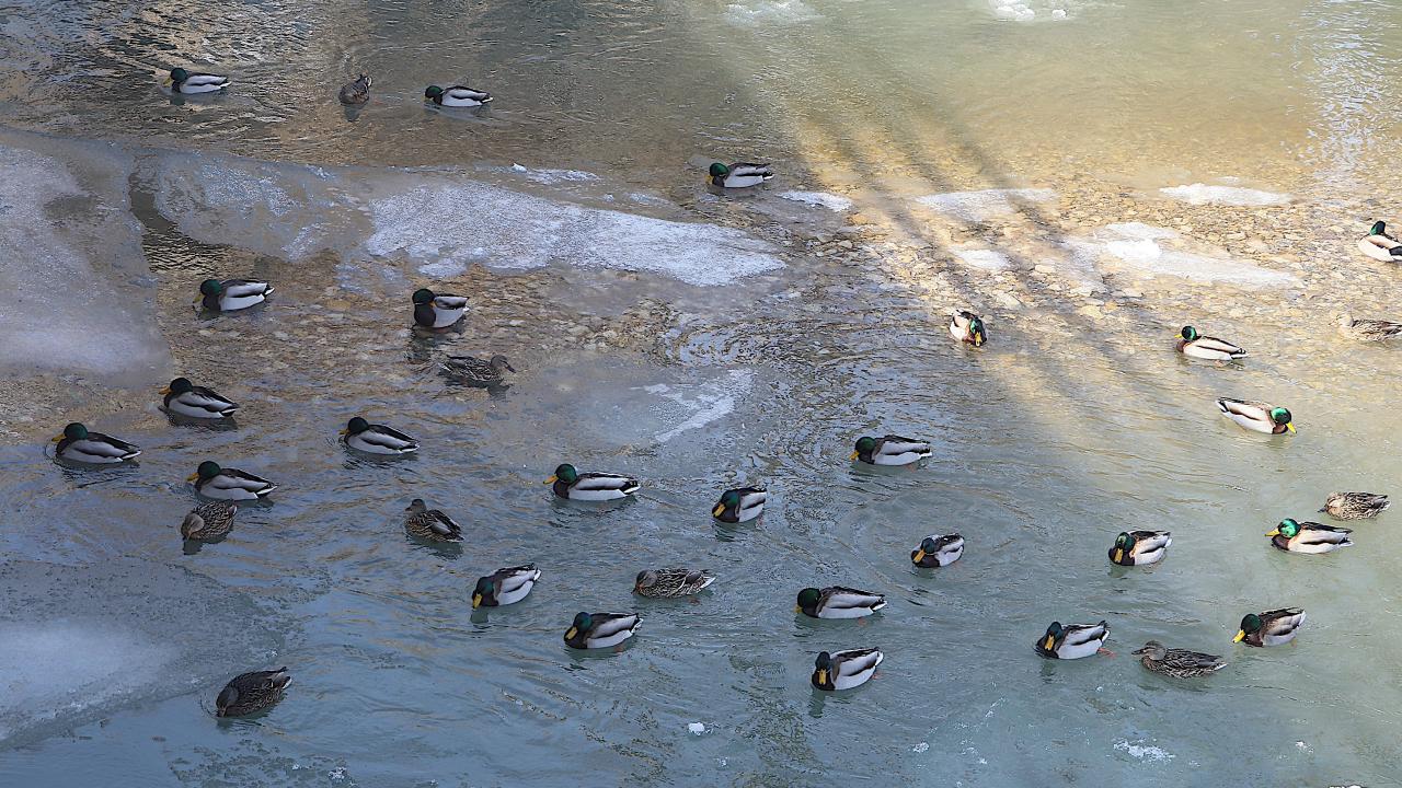 Yeşilbaş ördekler Çoruh Nehri’ni mesken tuttu