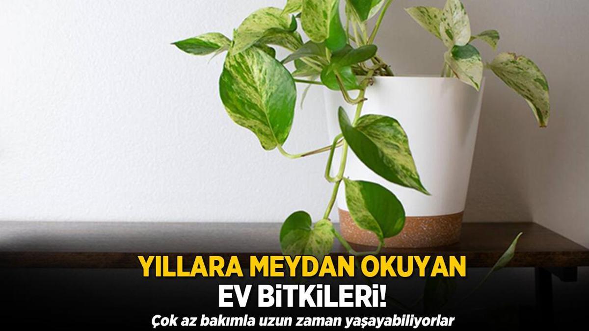 Yıllara meydan okuyan ev bitkileri! Çok az bakım istiyor, aşırı su düşmanı
